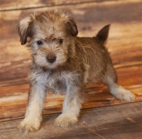 Sabrina, a Liver & Tan Female Miniature Schnauzer Puppy 606496 | PuppySpot