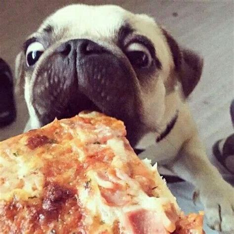 15 Of The Cutest Pug Puppies To Brighten Your Day (15 Pictures)