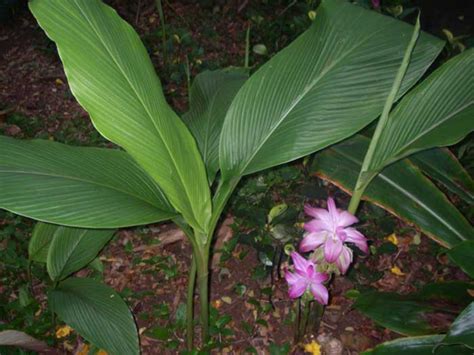 National Tropical Botanical Garden | Curcuma zedoaria - Plant Detail ...