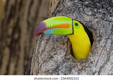 Toucan Nest Royalty-Free Images, Stock Photos & Pictures | Shutterstock