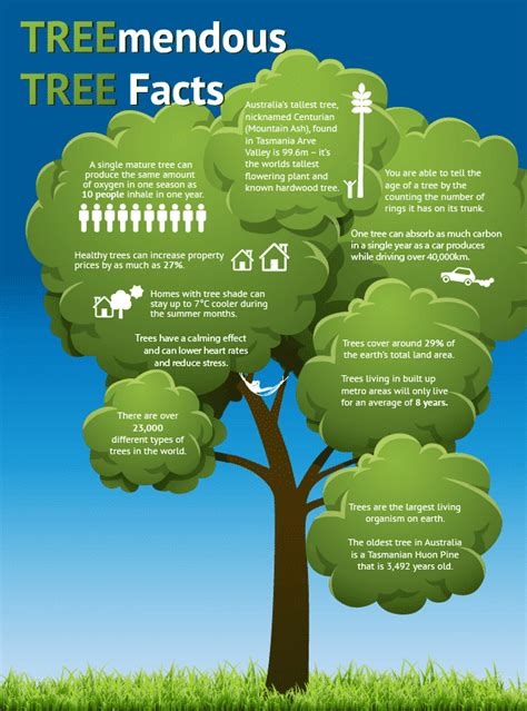 Treemendous tree facts | Arbor Operations Brisbane