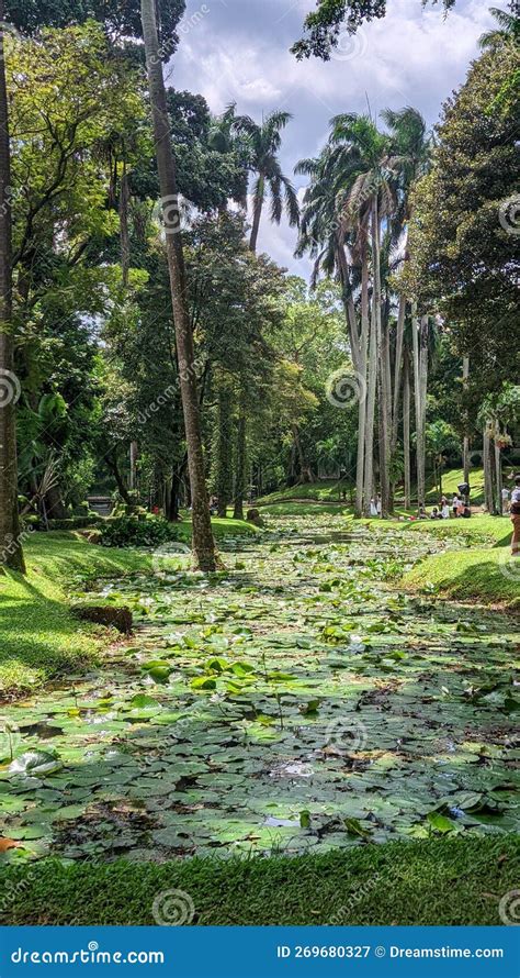 Teratai Garden Lake editorial photography. Image of plant - 269680327