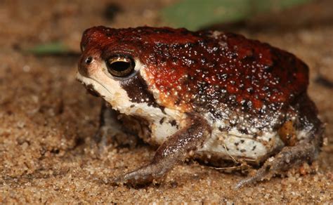 Desert Rain Frog 101: Physical Characteristics, Habitat, Behavior, and ...