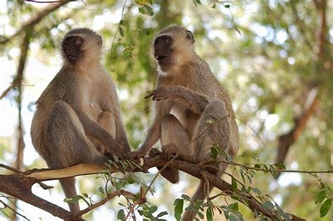 World of Wildlife: Vervet Monkey Facts