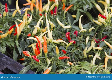 Chili pepper plants stock image. Image of leaves, solanaceae - 16324543