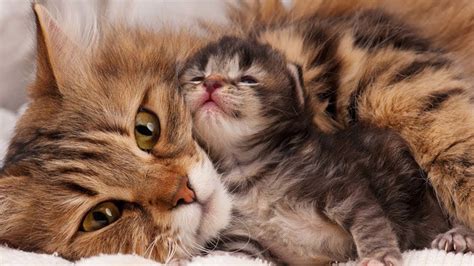 Cat mom hugs baby kitten : r/aww