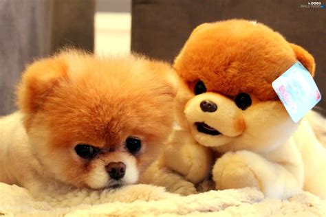 Pomeranian, plush toy, dog - Dogs wallpapers: 2048x1365