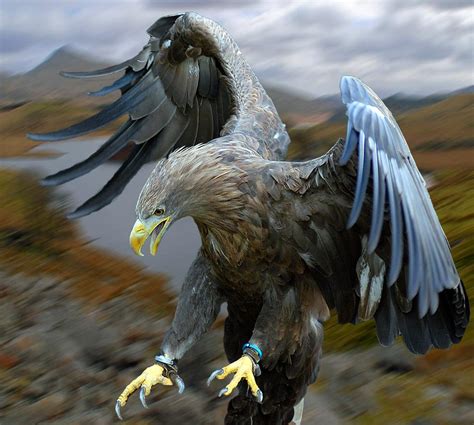 Amazing Birds Of Prey, Birds Of Prey Photos