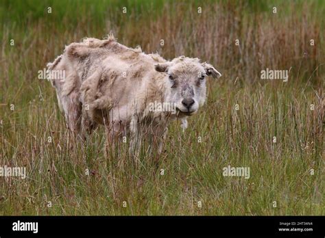 Schaf / Sheep / Ovis Stock Photo - Alamy