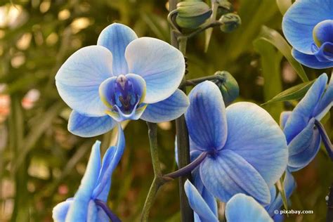 Blue Orchid: How To Dye Orchids Blue Yourself - Gardeninguru