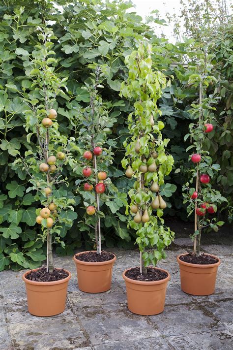 Growing Fruit Trees in Containers