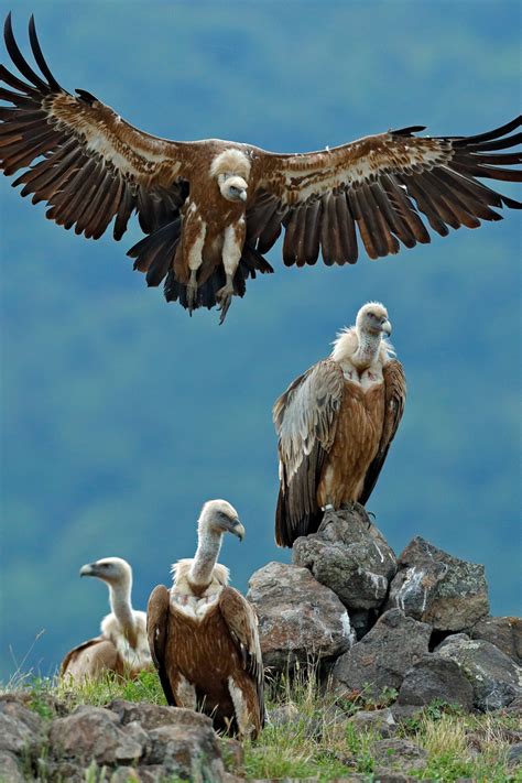 7 Spiritual Meanings of Vulture