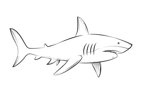 Shark Drawing Images - Free Download on Freepik