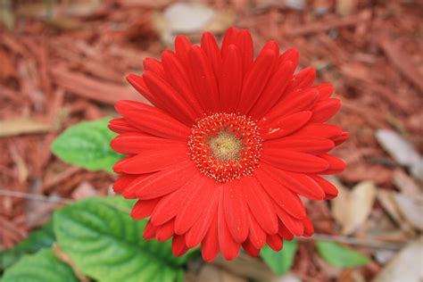 File:Gerbera Daisy Flower Digon3.JPG - Wikimedia Commons