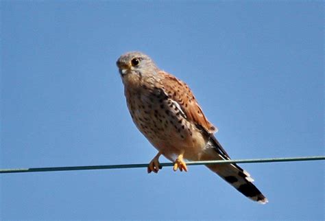 Kestrel – BirdLife eThekwini KZN