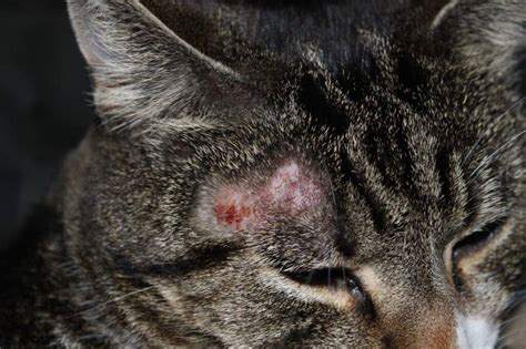 Skin diseases in cats - BestHouseCatCare