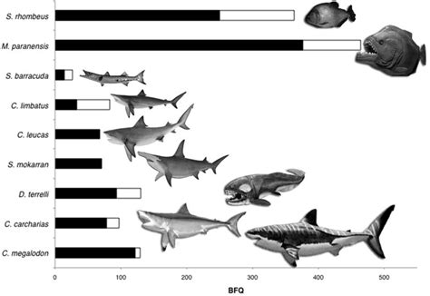 Comparison of anterior bite forces among apex fish predators using ...