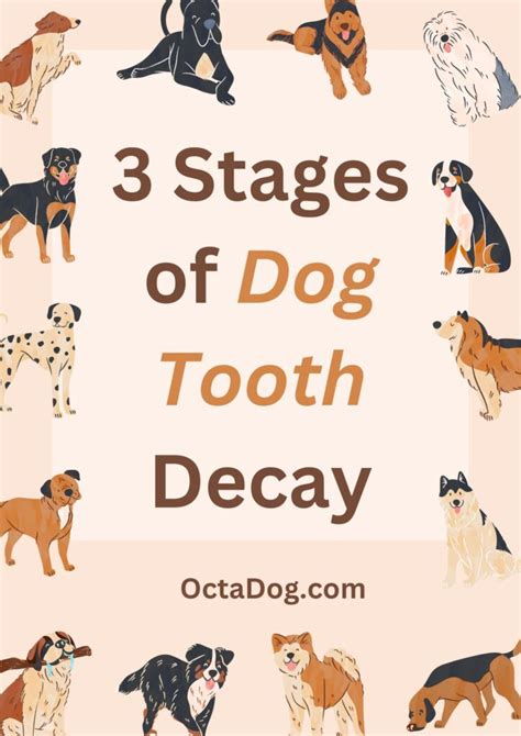 3 Stages of Dog Tooth Decay & How to Keep Your Dog's Gums Healthy!