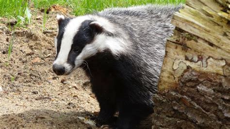 These 7 Cool Facts Show the Secret Lives of Badgers | PETA