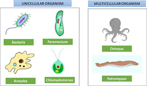 Unicellular Organisms