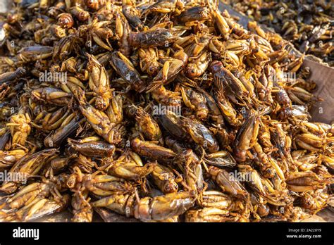 Grilled or deep fried bugs are traditional street food at Asia Stock ...