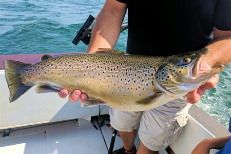 Brook Trout vs. Brown Trout: A Simple Guide