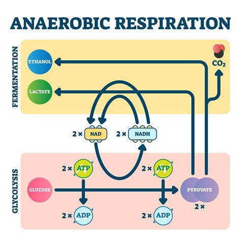 What is Aerobic And Anaerobic Respiration? - Definition, Difference