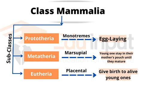 Mammalia-Characteristics and Classification of Mammals