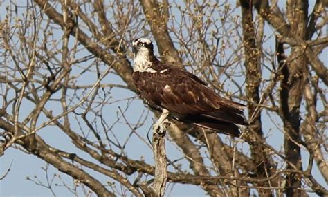 Osprey migration - Birds and Blooms