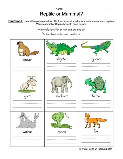 Mammal Worksheet First Grade