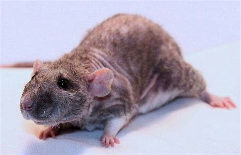 I want a double Rex rat, and give it some cute old man name