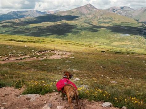 Top 9 Hiking Dog Backpacks for Adventurous Dogs in 2024