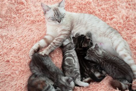 Cat Cuddling Her Newborn Kittens Melts Hearts: 'Adorable' - Newsweek