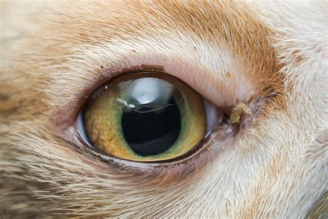 Conjunctivitis in Cats