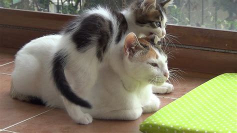 A very patient mother cat with 5 crazy active kittens !! - Cat Empire