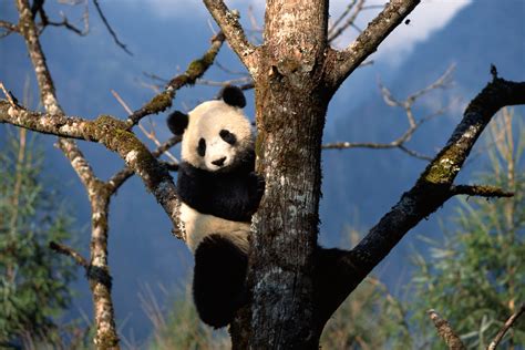 How to Make a Model of a Panda's Habitat | Sciencing