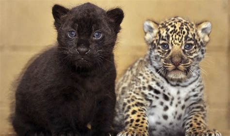 Spot the difference: Two rare jaguar cubs born at Kent safari park ...