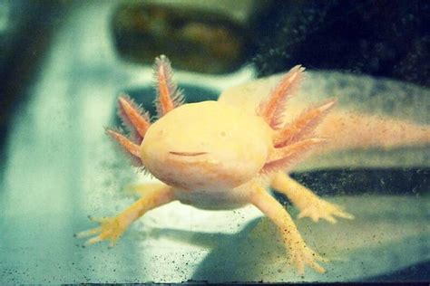 Axolotl Axolotl Weird Looking Animals Cute Reptiles | Images and Photos ...