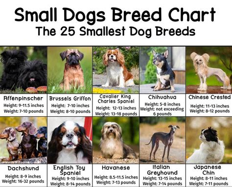 What Is The Weight Of A Small Dog