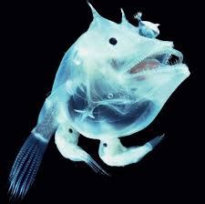 Humpback anglerfish: Characteristics, habitat reproduction and more...