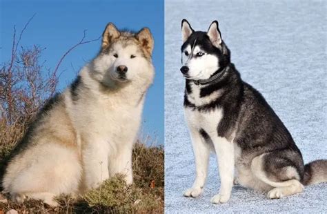 Malamute vs Husky: 7 Differences You Need To Know | Perfect Dog Breeds