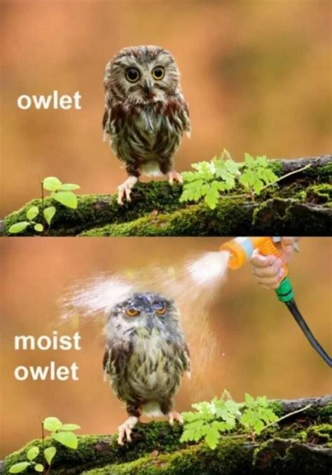 25 of the Cutest Owl Memes to Brighten Your Day | Let's Eat Cake