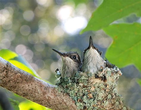 Cute Baby Hummingbirds