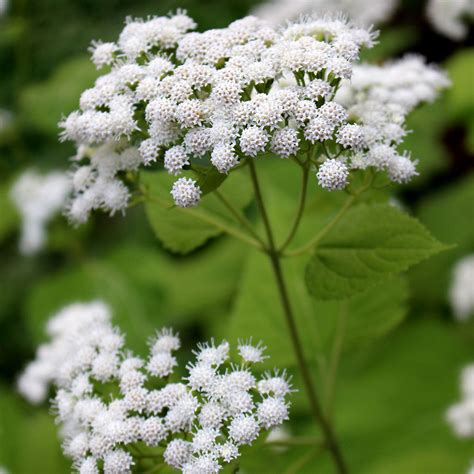 White snakeroot (Ageratina altissima) – Wild Seed Project Shop