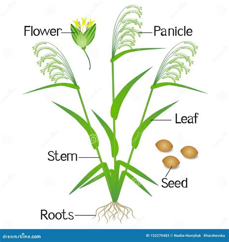 Parts of a Millet Plant on a White Background. Stock Vector ...