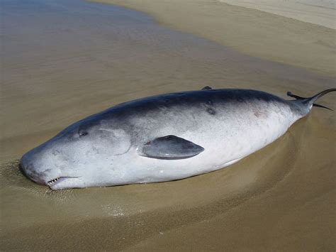 Pygmy Sperm Whale | Azores Whale Watching TERRA AZUL™