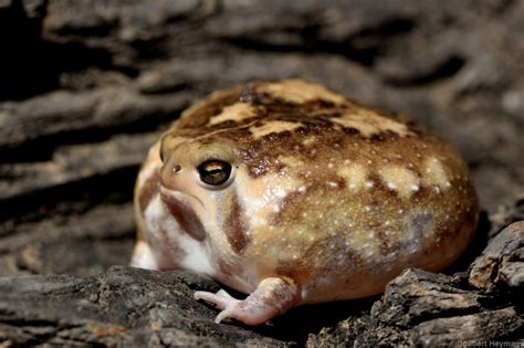 Common Rain Frog (Breviceps adspersus) in Ehlanzeni, South Africa