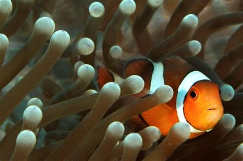 What Do Clownfish Eat? Dietary Habits of Colorful Reef Dwellers