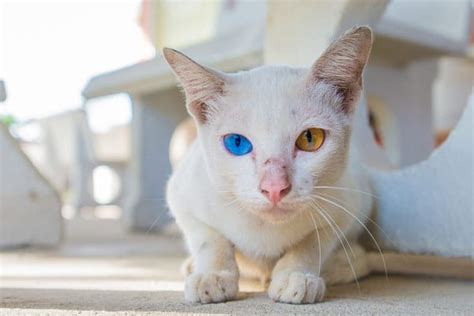 7 Cool Facts About Cat Eye Colors - Catster