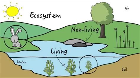 Rainforest Ecosystem Drawing Slide